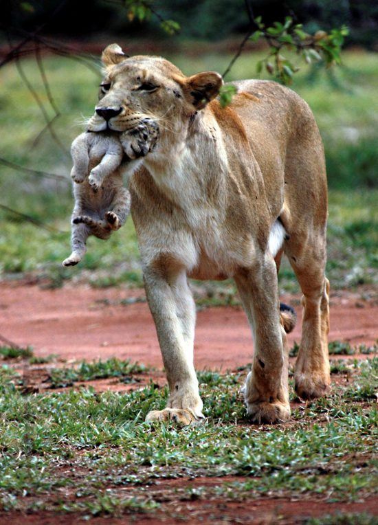 Löwenmutter mit Baby