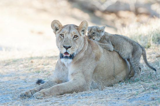 Löwenmutter mit Baby