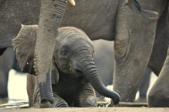 Al nacer, un elefante pesa alrededor de 120 kilos