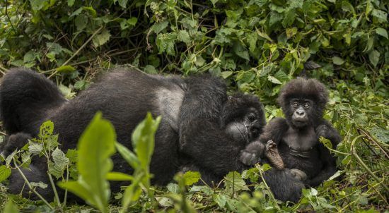 Gorillamutter mit Baby