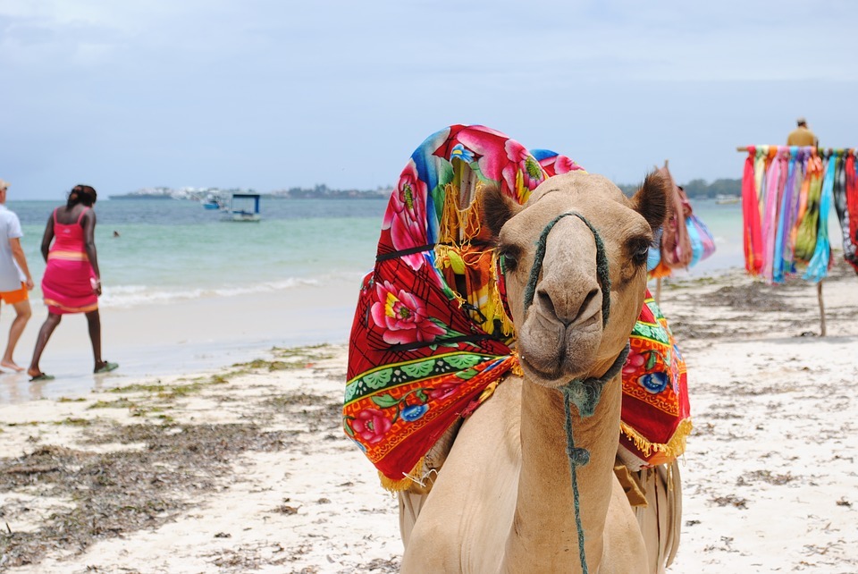 A camel on a beach in Kenya