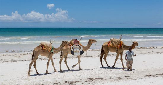 Camelos na praia de Mombasa, no Quênia