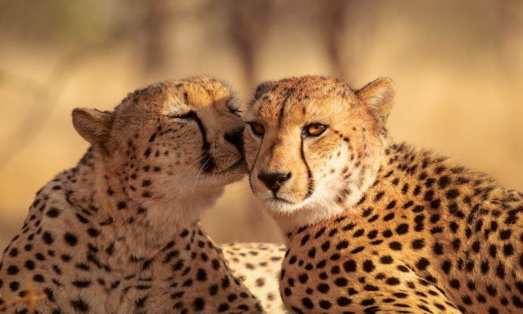 Couple de guépards s'embrassant et partageant un moment de complicité au soleil couchant.