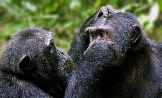 Gorilas en la Selva de Kibale