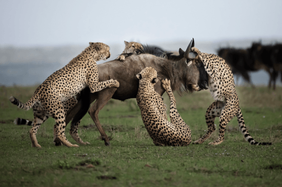 Cheetah kill in Maasai Mara in Kenya