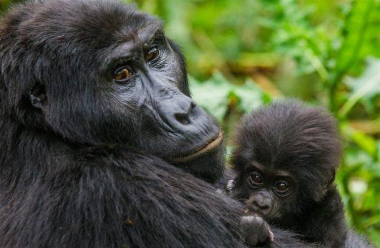 Weiblicher Gorilla mit Baby auf dem Arm im grünen Regenwald