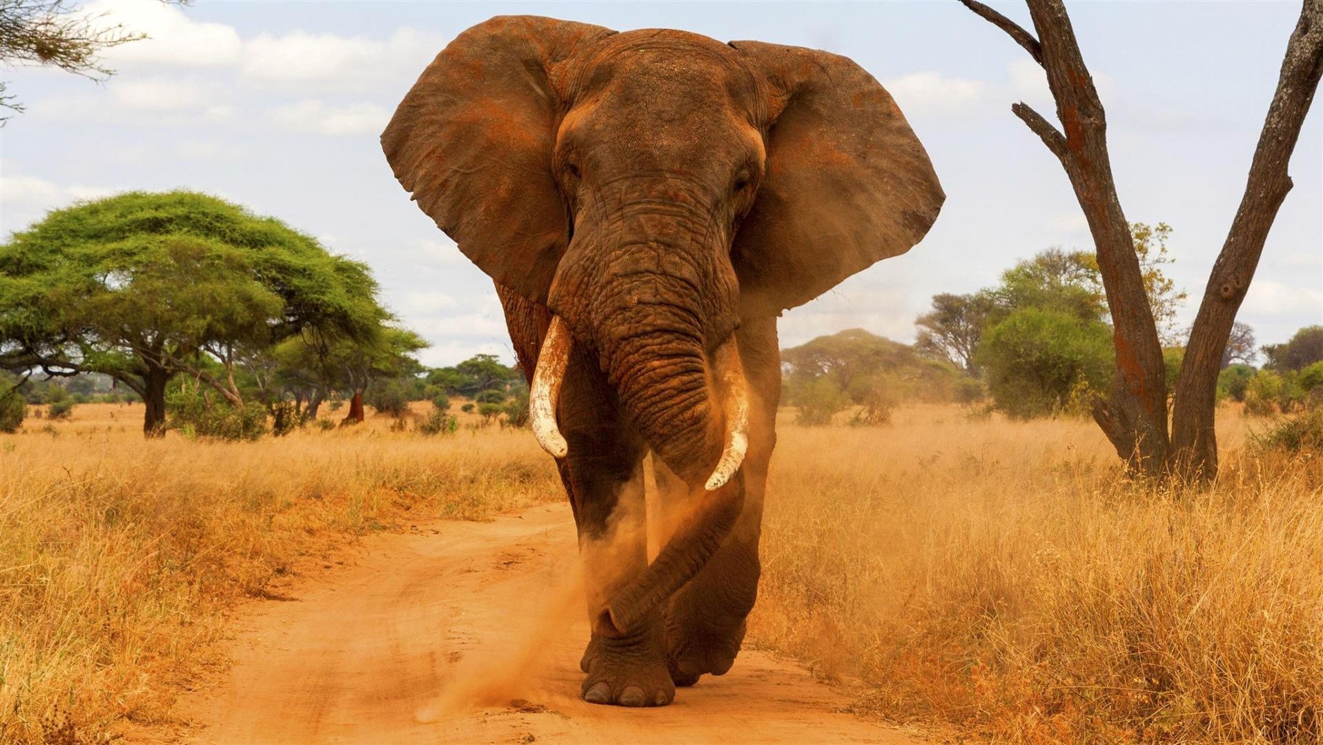 Éléphant dans le Parc National de Tarangire en Tanzanie.