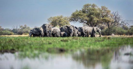 Une tribu d'éléphants dans les eaux du Delta de l'Okavango au Botswana