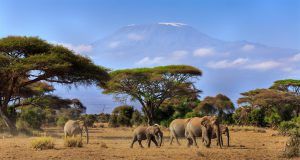 Éléphants marchant dans la savane avec la Mont Kilimandjaro en toile de fond