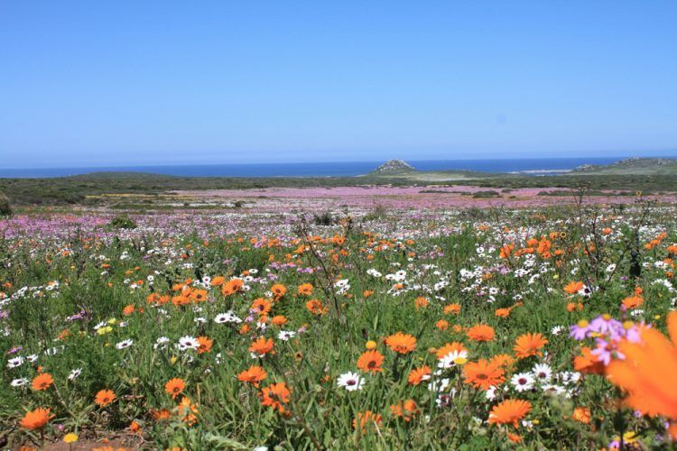 Le lagon bleu topaze et l'arc-en-ciel de fleurs durant la saison des fleurs au West Coast National Park