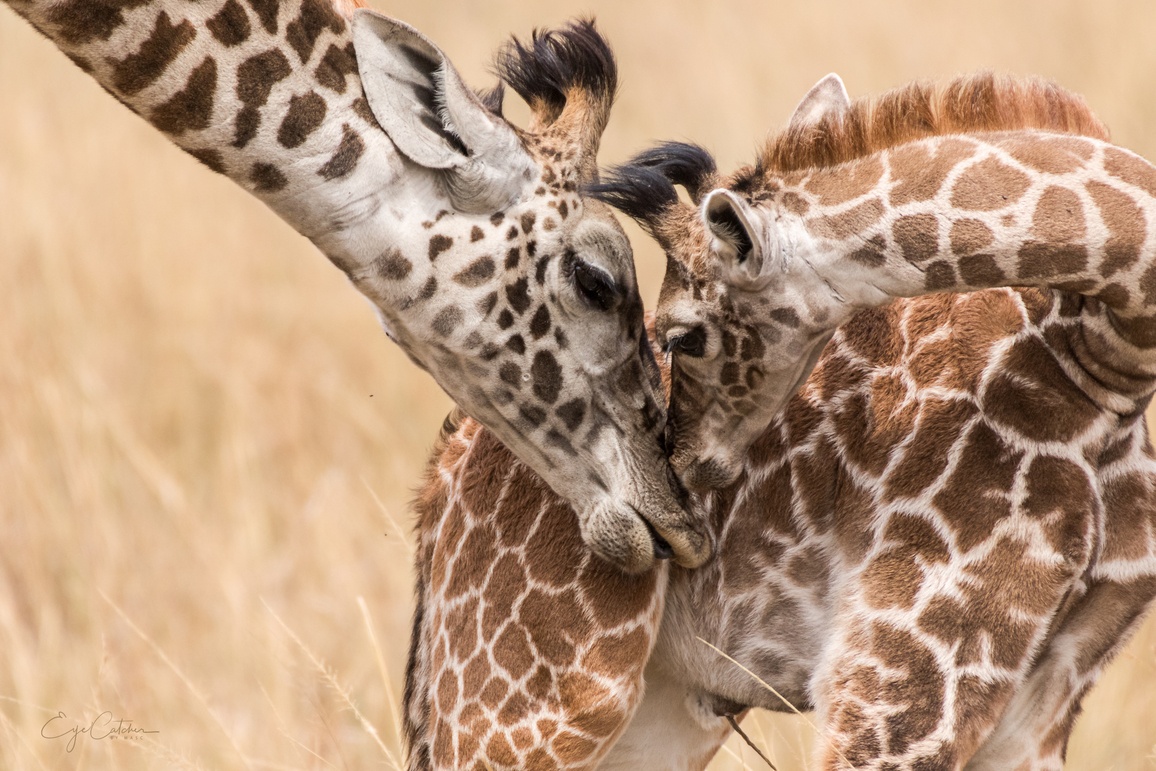 Giraffenmutter mit Jungem