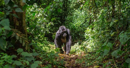 Gorilla läuft durch den Wald