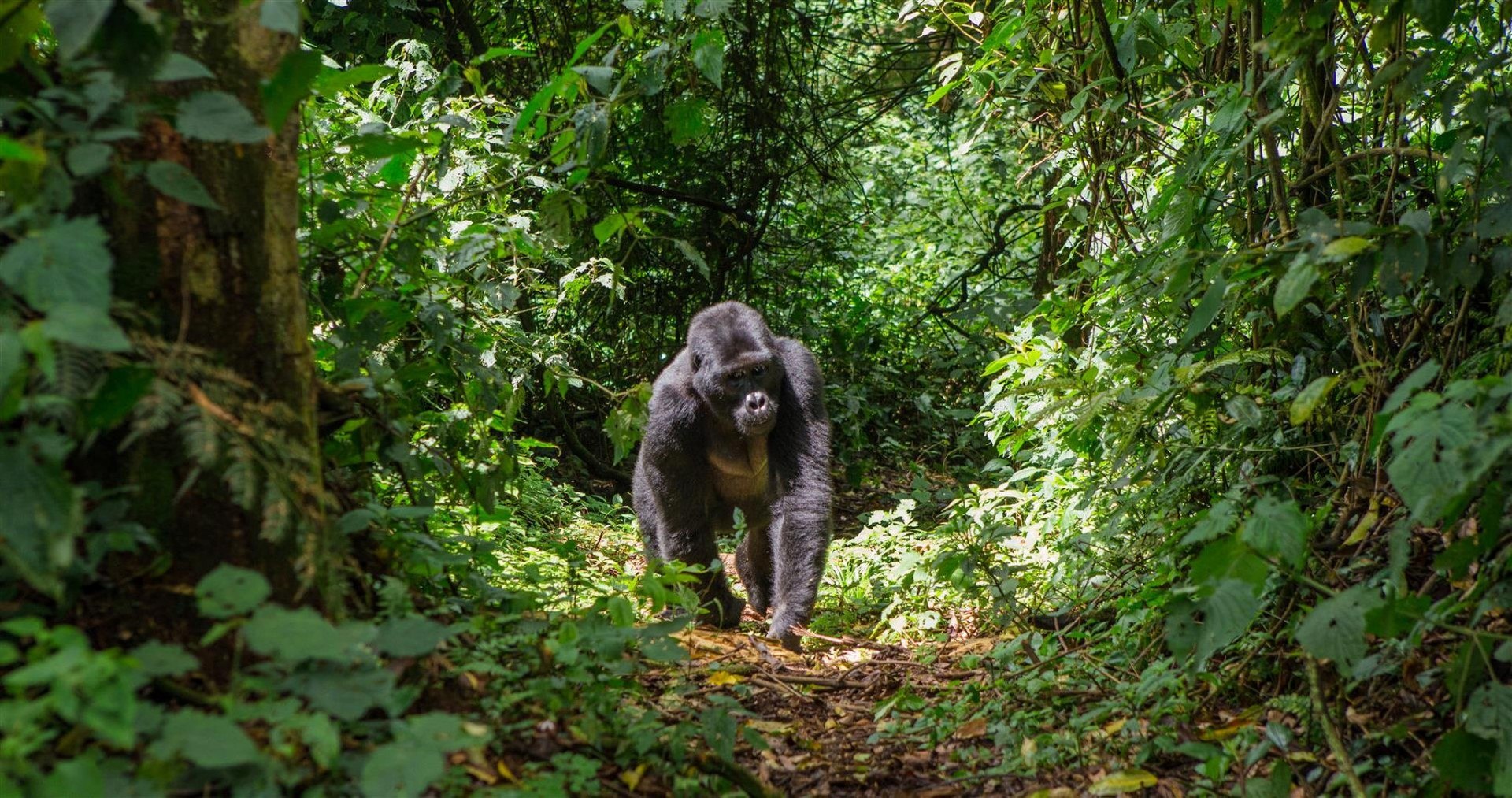 Gorilla walking in the rainforest 