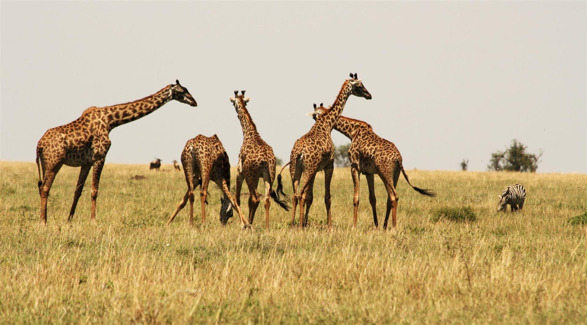 Giraffe and zebra in Tanzania