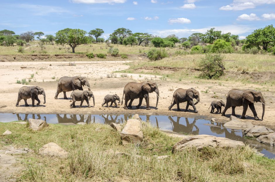 Mitglieder der „Big Five“: Elefantenherde an einem Wasserloch 