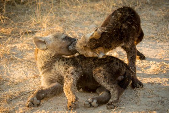 Las hienas cuidan de sus crias hasta que éstas alcanzan los cuatro años de edad. Crédito de foto: John Mullineux