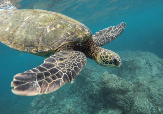 Eine Meeresschildkröte schwimmt durchs seichte Wasser - bedrohte Tiere in Afrika