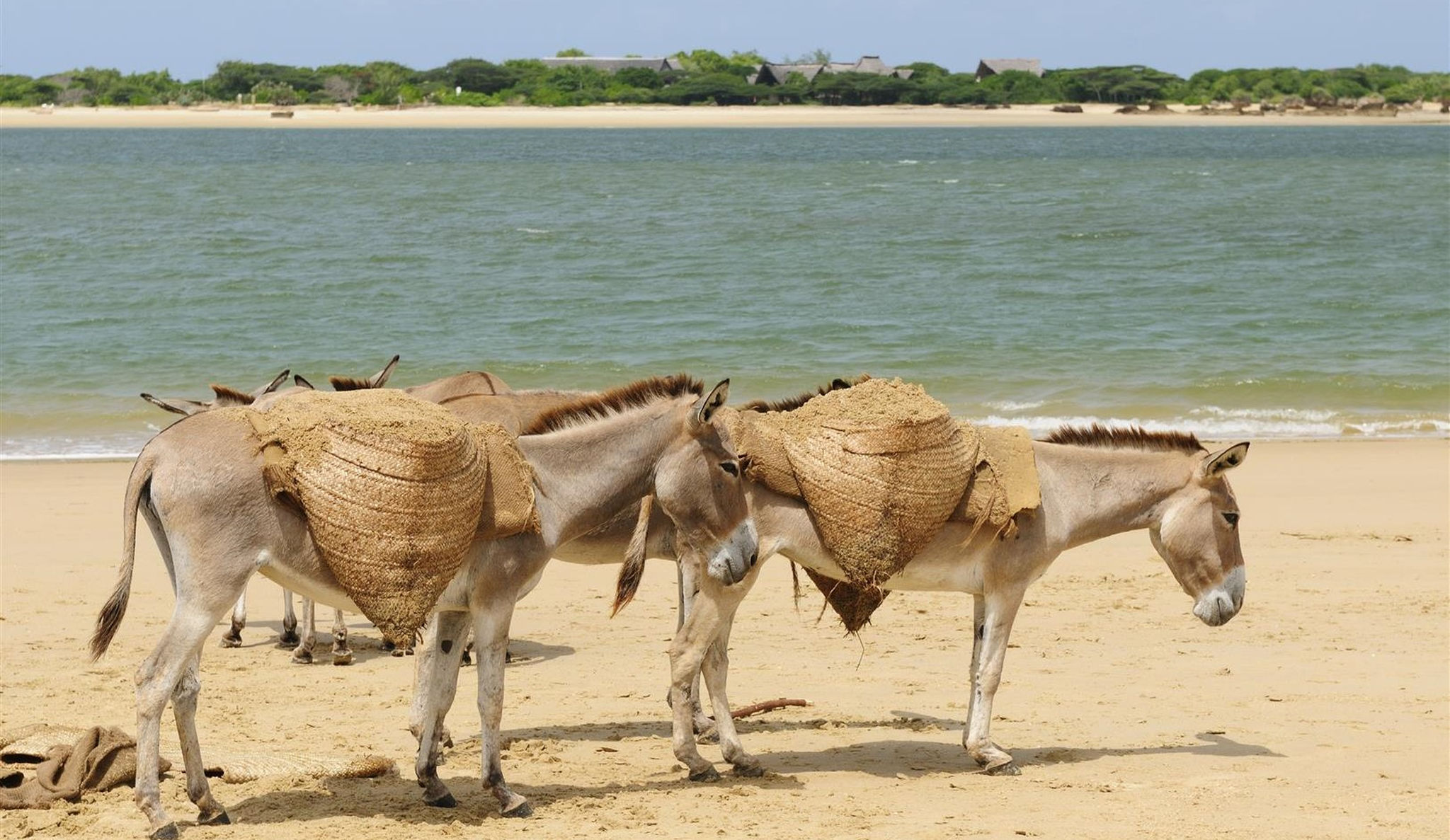 Donkeys walking on the Lamu Island, a beach in Kenya