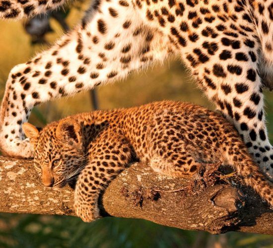 Bébé léopard et sa mère sur une branche.