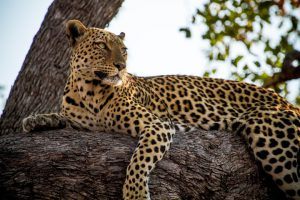 Descansando em uma árvore, leopardo olha para o horizonte