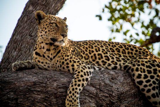 Ein Leopard liegt auf einem Baum und schaut in die Ferne