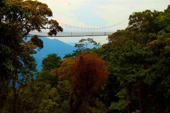 Nyungwe Forest National Park is a tropical rainforest with a large biodiversity of flora and fauna