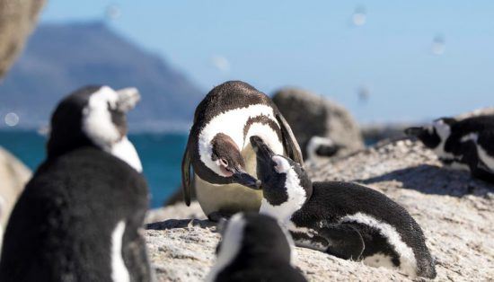 Pingüinos en Boulder's Beach