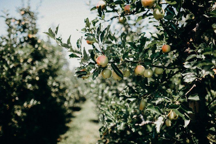 Vergers de fruits colorés dans les vallées de Ceres, Afrique du Sud