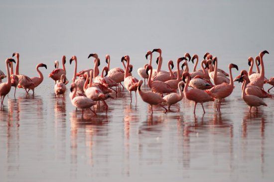 Pinke Flamingos im Wasser