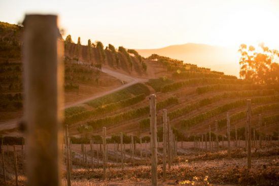 Cape Winelands: Romantisches Lichtspiel in den Weinbergen bei Kapstadt