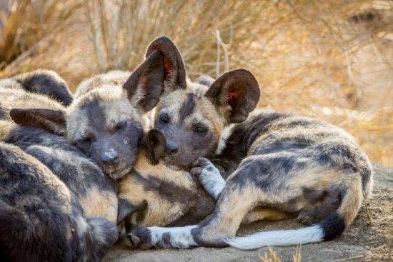 Kleine Wildhunde kuscheln nach dem Spielen