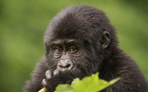 Bébé gorille des montagnes