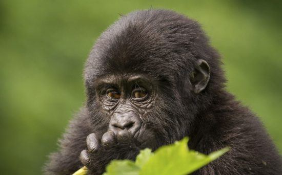 Nahaufnahme eines jungen Gorillas im Volcanoes Nationalpark