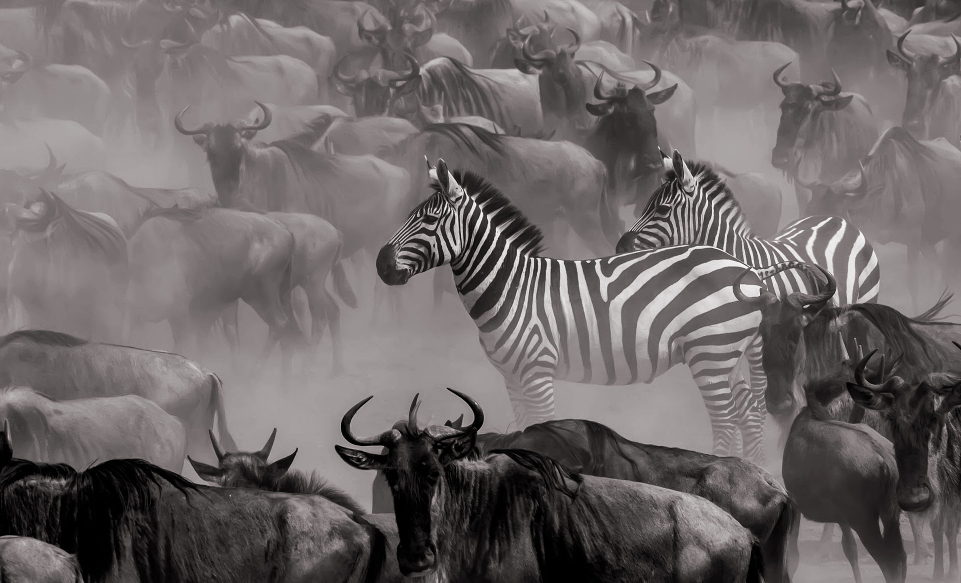 La Grande Migration, zèbres et gnous en noir et blanc par Clement Kigaru, le grand gagnant de notre compétition de photographies Africa's Photographer of the Year.