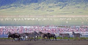 Zèbres, gnous et flamands roses au Ngorongoro, Tanzanie