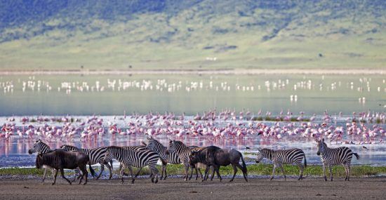 Zebras und Flamingos an einem See im Ngorongoro-Krater