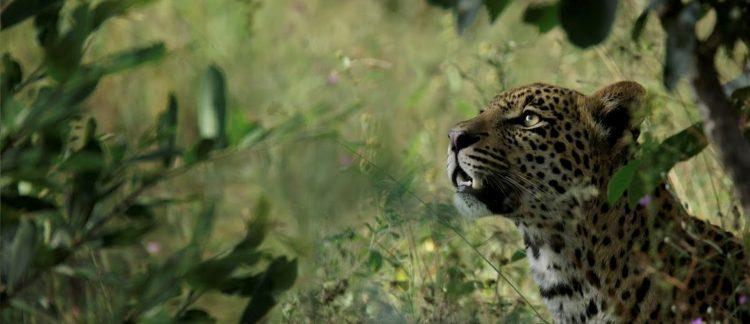 Léopard à Silvan Safari dans la réserve de Sabi Sand en Afrique du Sud.