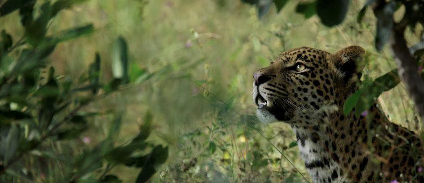 Leopardo en Silvan Safari en la Reserva de Animales Sabi Sand, Sudáfrica