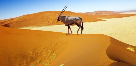 Oryxantilope auf einer Sanddüne in der Namib - Safari in Namibia