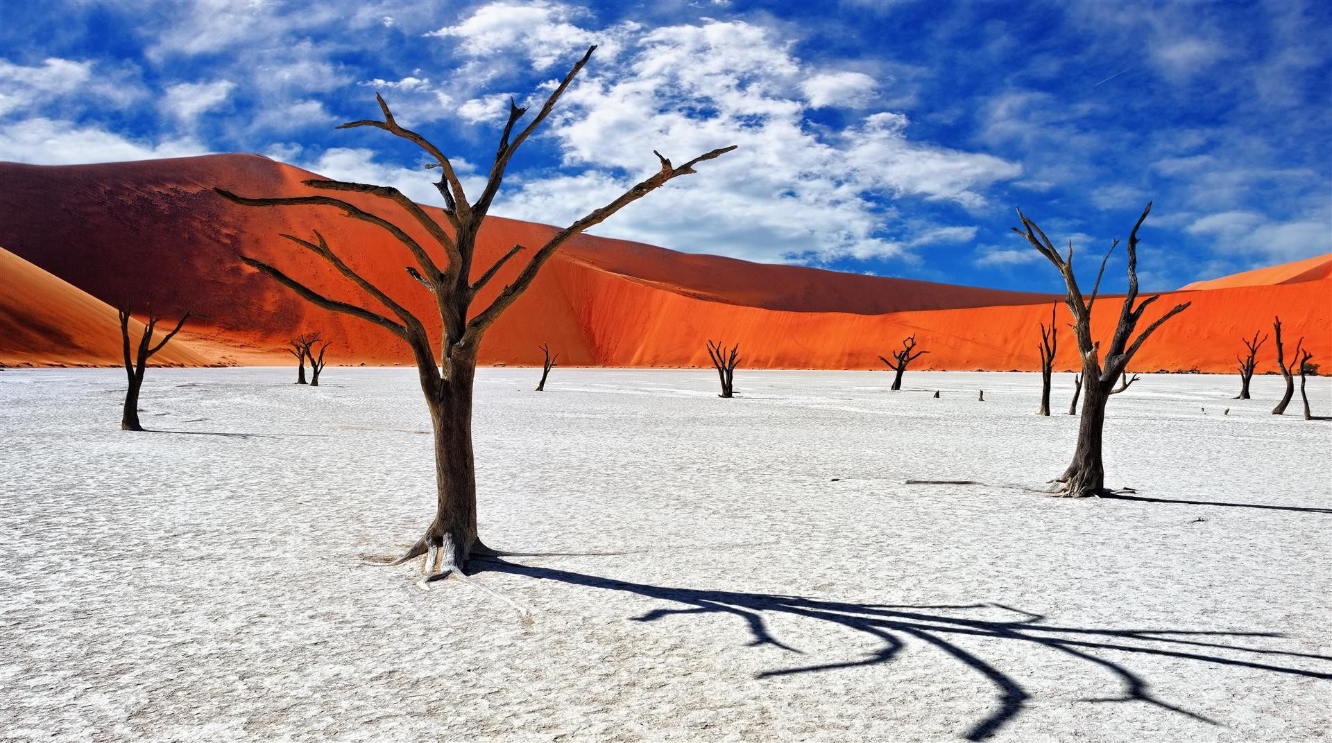 Trees of Deadvlei near Sossusvlei