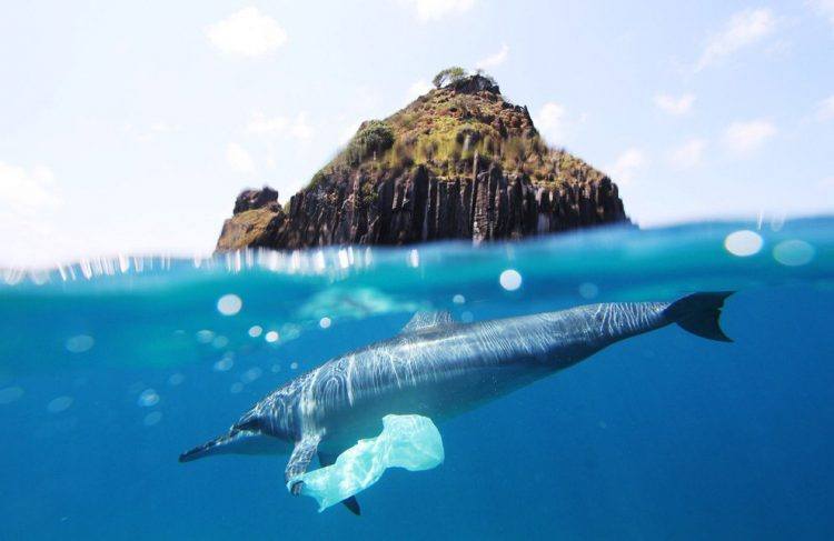 Dauphin avec sa nageoire prise dans un sac plastique