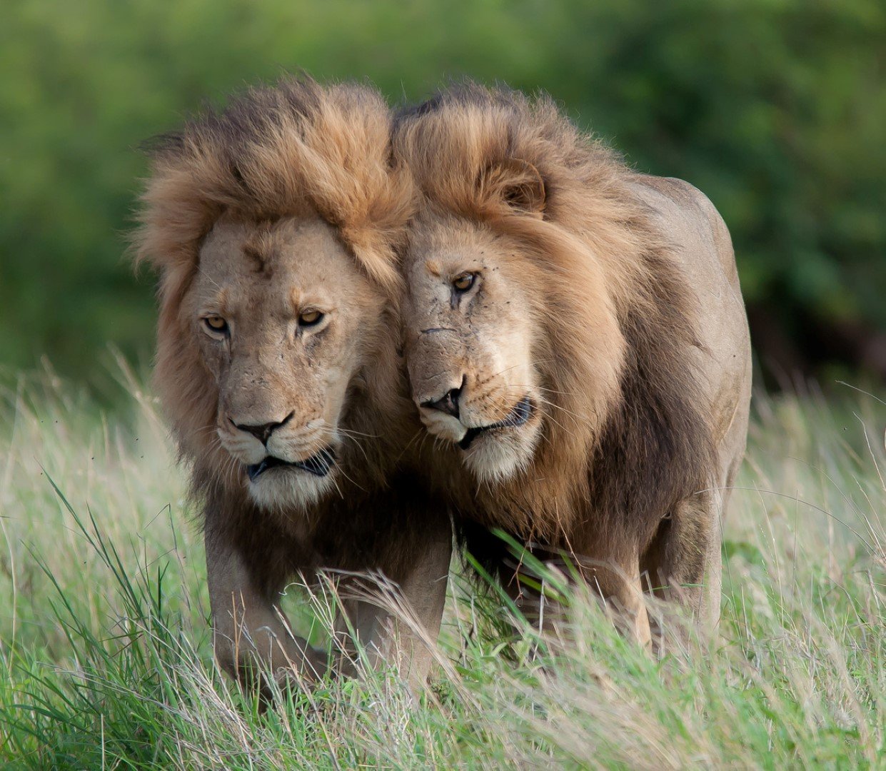 Zwei löwen kuscheln in der Steppe