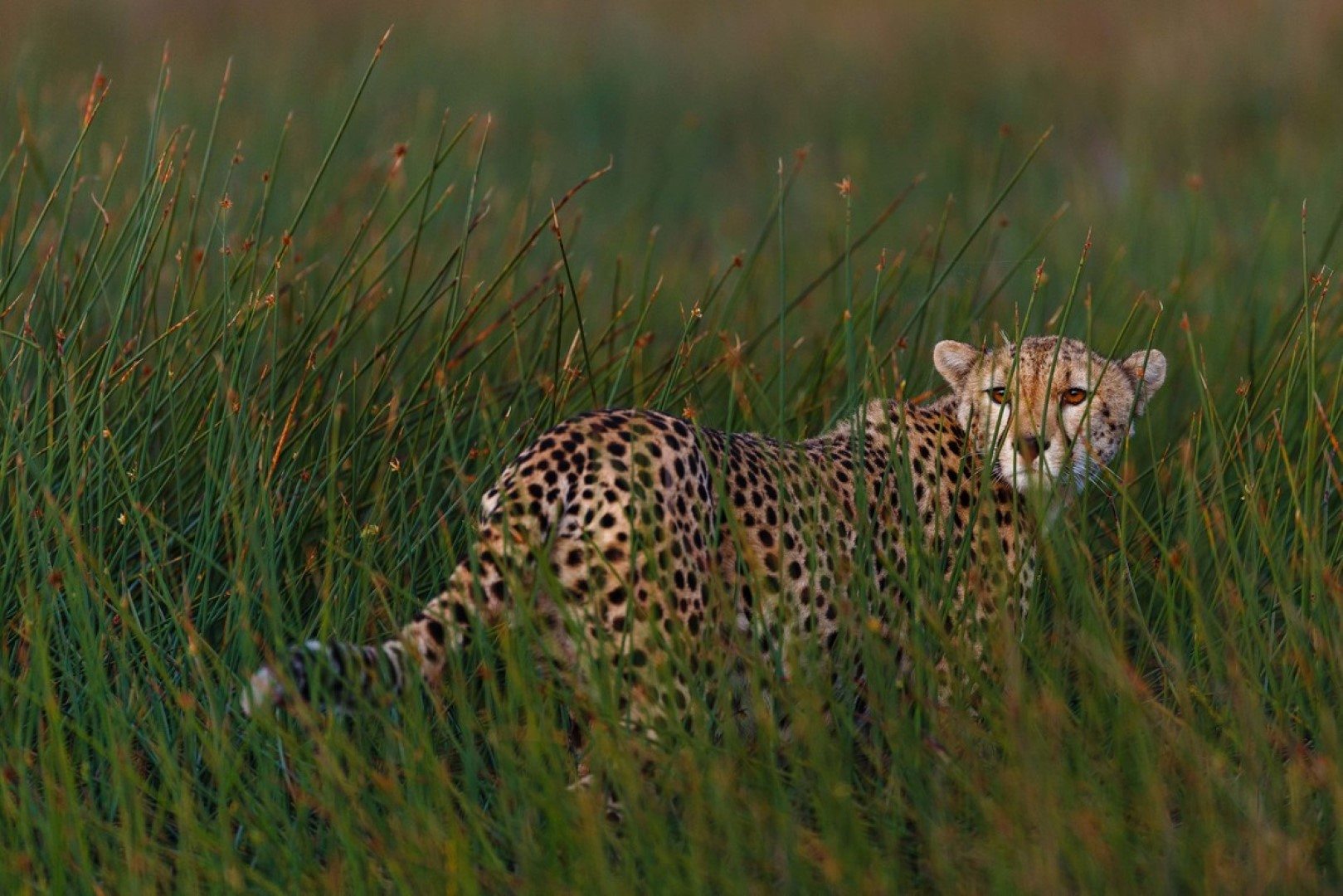 Guépard à l'affût dans les hautes herbes