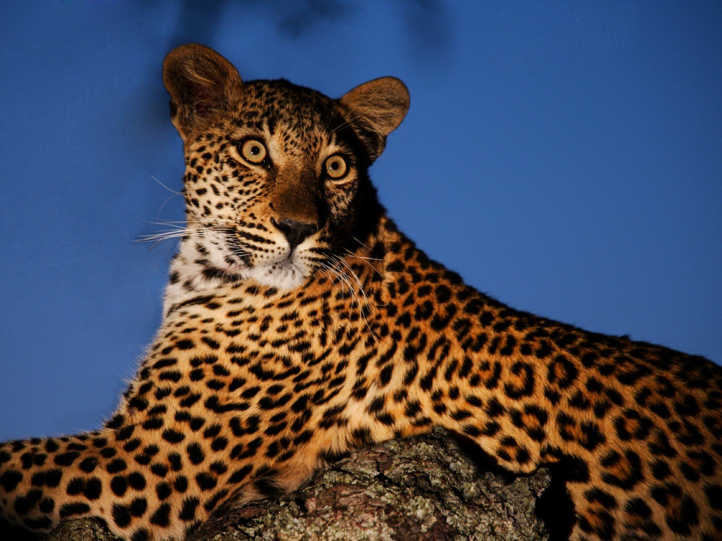 Leopard bei Nacht