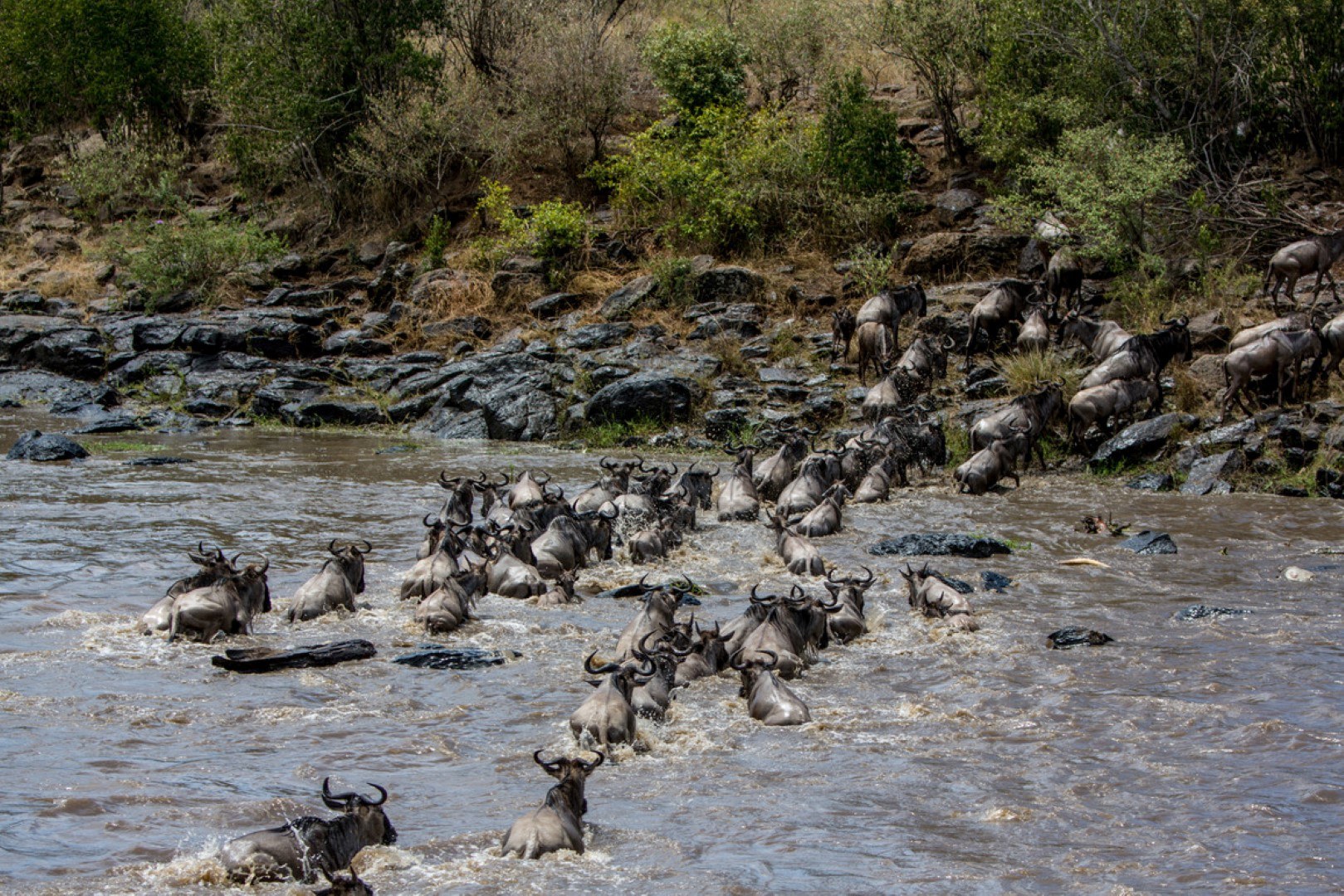 Traversée de la rivières par des milliers de gnous et zèbres dans la rivière du Mara au Kenya.