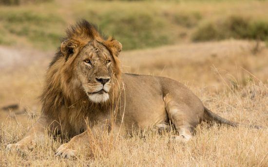 Un león reposando en la sabana africana