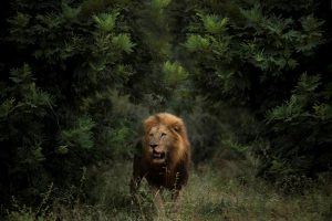 Lion dans la réserve de Sabi Sand à la frontière du Parc Kruger, Afrique du Sud