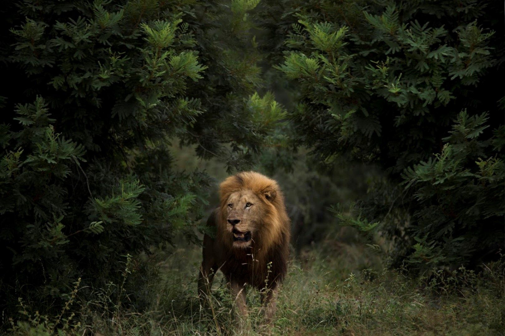 Lion dans la réserve de Sabi Sand à la frontière du Parc Kruger, Afrique du Sud