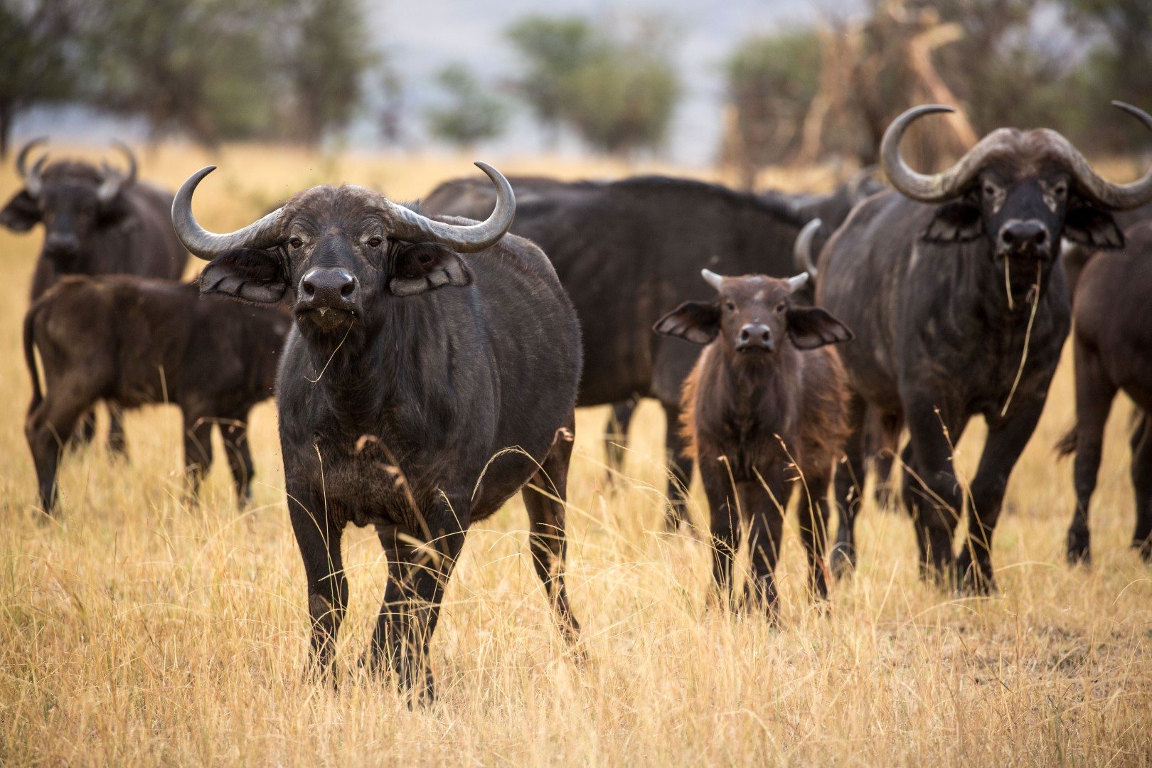 Eine Büffelherde mit Jungtieren in der Steppe