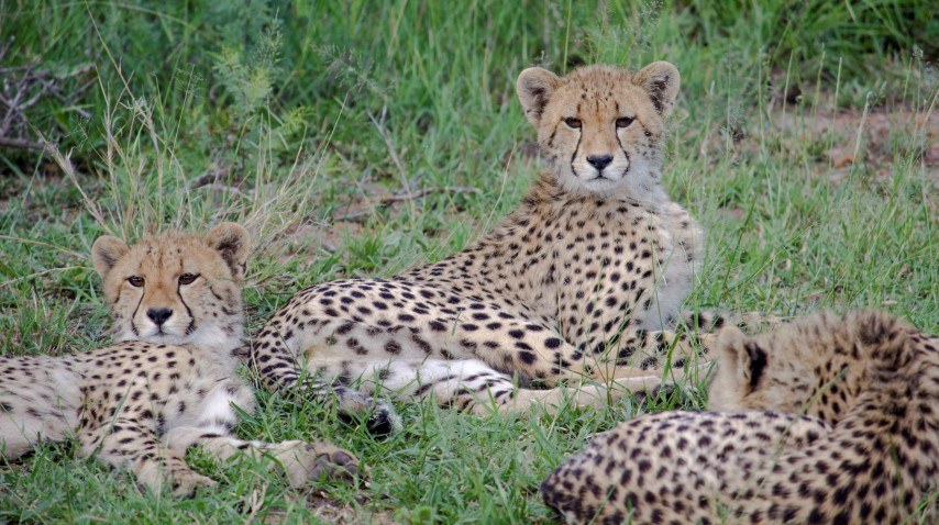 Famille de guépard faisant la sieste dans la savane au Kruger